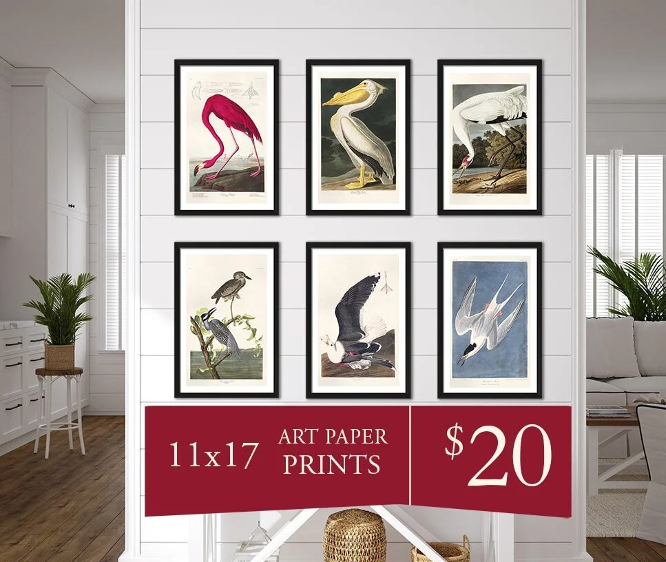 Ivory Billed Woodpecker | Audubon Art Plate 66 — Audubon Art Prints